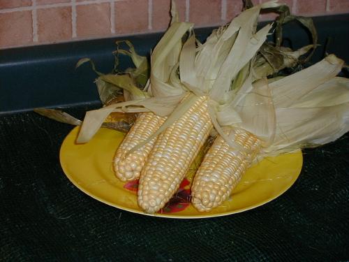 Corn on the Cob!