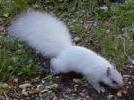 White Squirrel foraging in Parry Sound